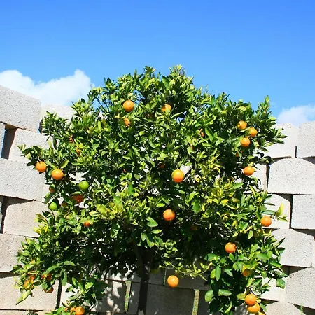 Fuerte Wooden Dream Lodge